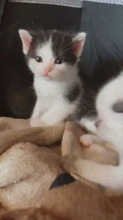 6 siamese/bengal kittens, View more