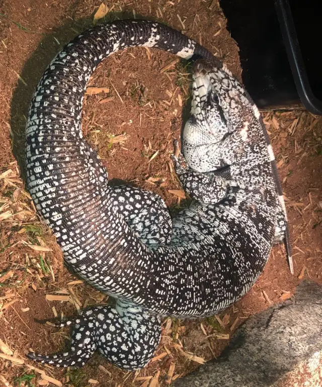 Reptiles in Reptiles & Amphibians for Rehoming in Penticton - Image 10