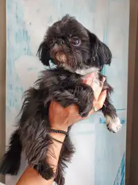 Imperial adult male Shih Tzu is looking for foster home