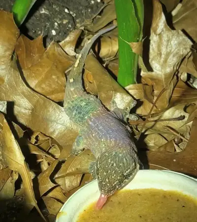 Fish Scale Gecko, View more