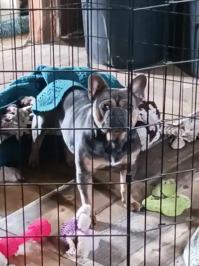 Adult Female French Bulldog, View more