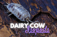 OUT OF STOCK - (Porcellio laevis) Dairy cow Isopods for sale!!!