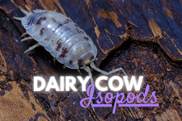 OUT OF STOCK - (Porcellio laevis) Dairy cow Isopods for sale!!! in Reptiles & Amphibians for Rehoming in Kitchener / Waterloo