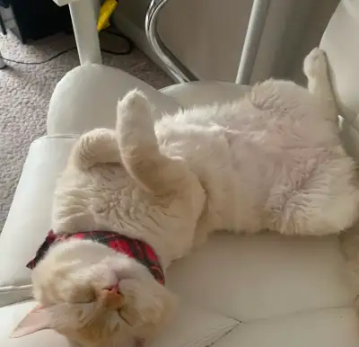 I have a friendly very lazy ragdoll/tabby that acts like golden retriever cat named : Teddy need a n...