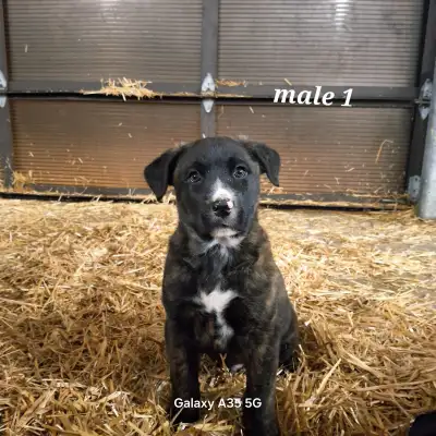 Puppies for sale, View more