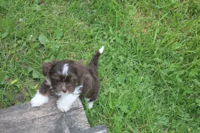 Adorable Biro Yorkie Male, View more