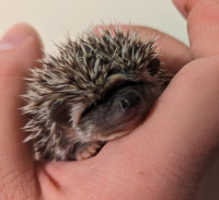 Hedgehog babies ready for homes in May