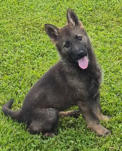 Male, sable coloured German Shepherd puppy ready for his new home. He has been vet checked twice, de...