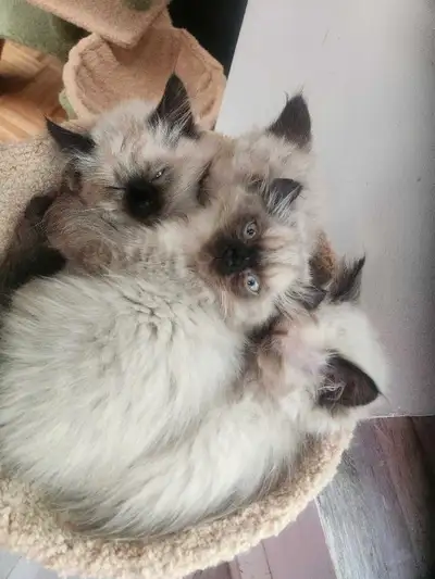 Chaton femelle Himalayen de deux mois vermifugée non vacciné