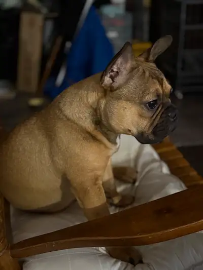 bulldog français femelle 8 mois, View more