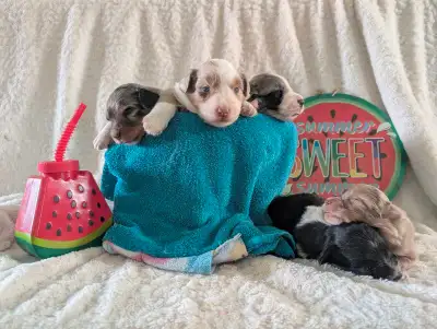 Miniature Australian shepherds, View more