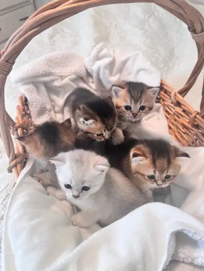 Purebred ScottishStraight Kittens ❤️, View more