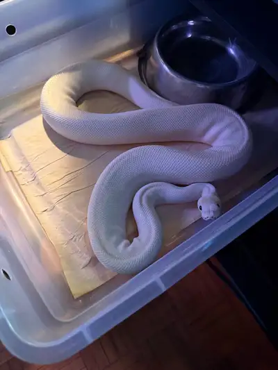 blue eyed Lucy, View more