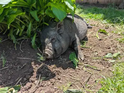 2 female pigs. one kune kune pure,one kune pot belly, View more