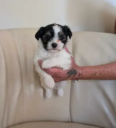 Puppies bichon, shitzu and chihuahua, View more