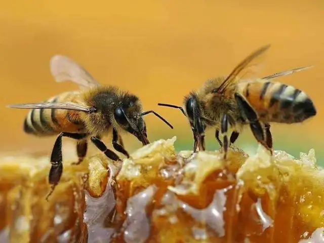 Local Honey