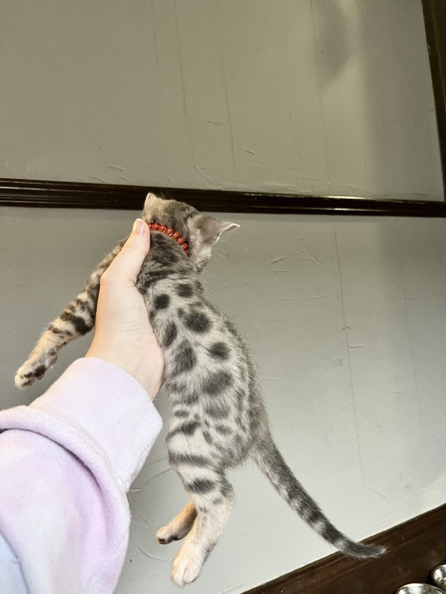 Blue Rosetted Bengal Kittens (1 Female & 1 Male Available) Cats