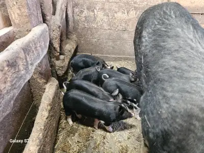 Purebres Berkshire piglets, View more