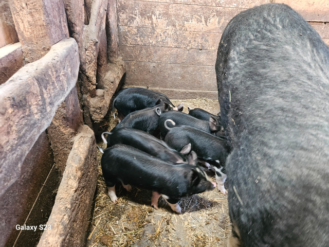 Purebres Berkshire piglets in Livestock in North Bay