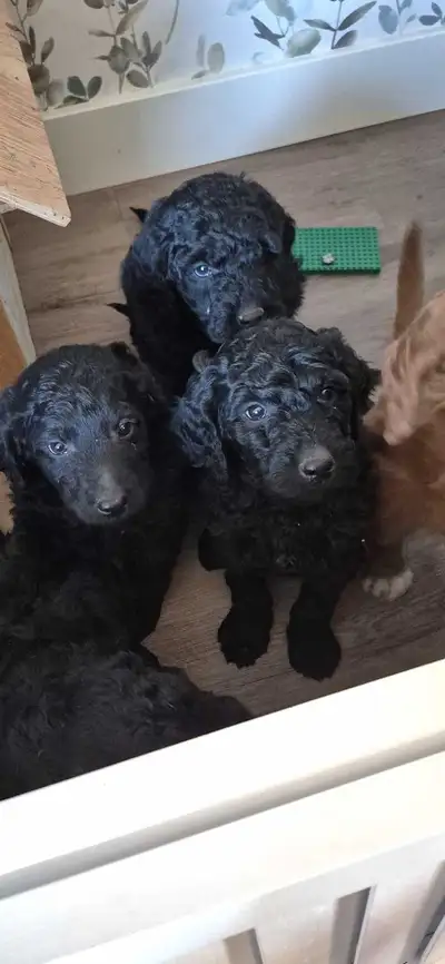 Golden Doodle Puppies, View more