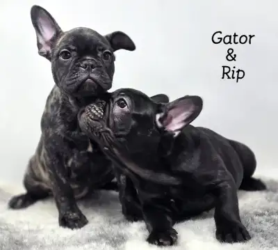 French Bulldog Puppies “CKC Registered” We take pride in our precious babies, excellent quality pupp...