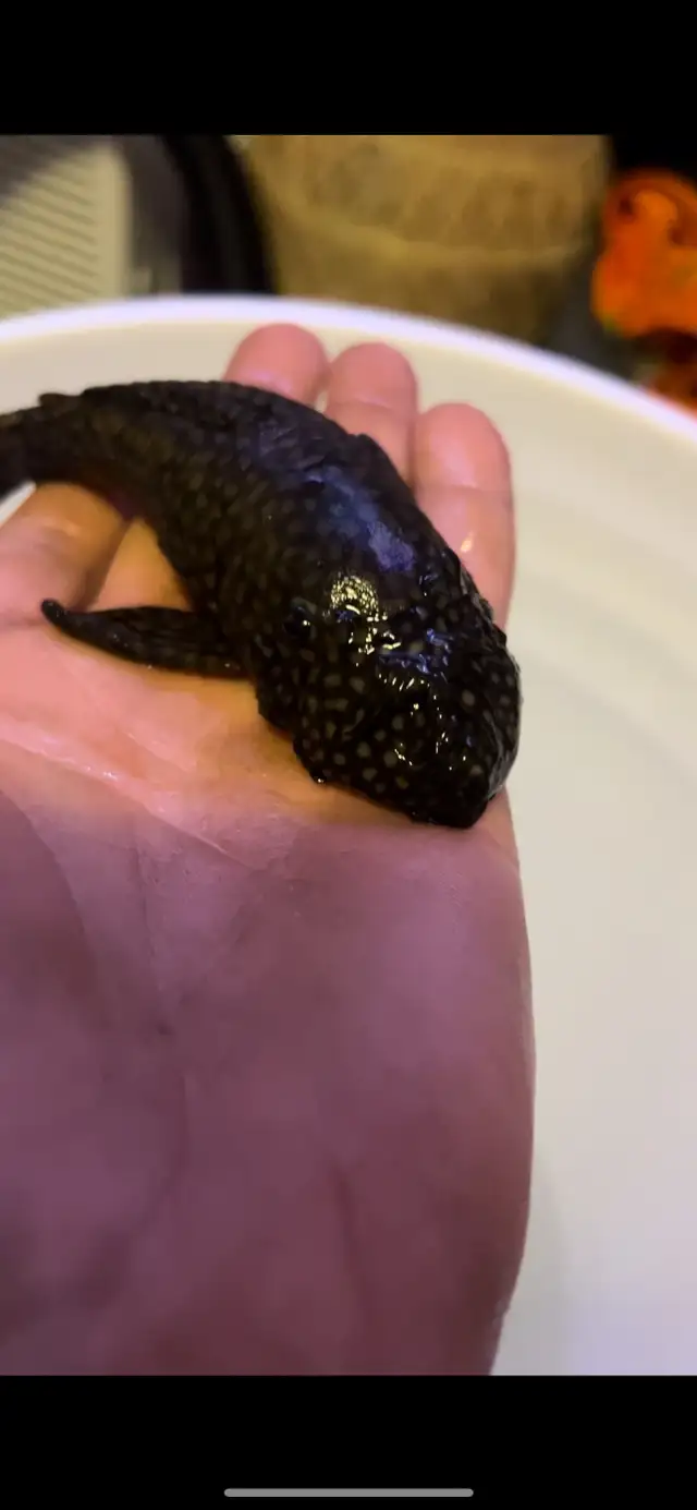  male bristle nose Pleco  in Fish for Rehoming in Hamilton - Image 4