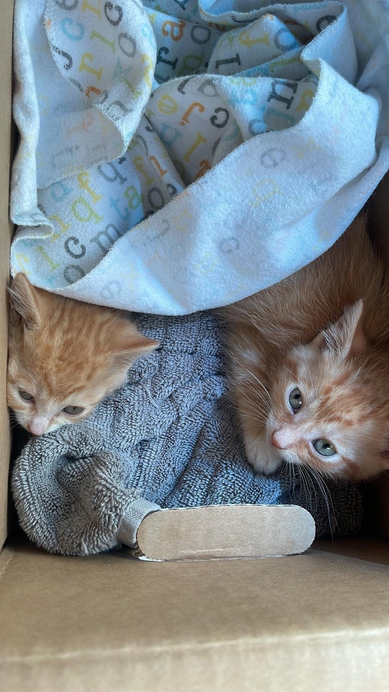 Orange kittens for sale Cats & Kittens for Rehoming Oshawa / Durham