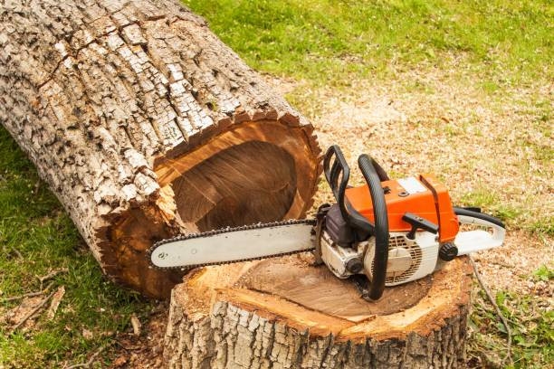 PRO TREE REMOVAL SERVICE 647-875-2233 in Lawn, Tree Maintenance & Eavestrough in Oshawa / Durham Region
