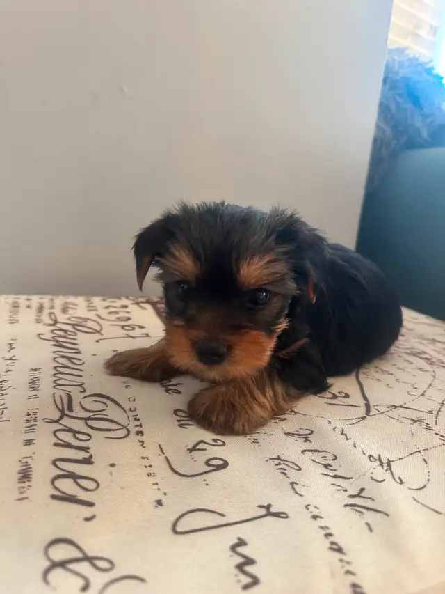 Purebred Yorkie puppies - SOLD in Dogs & Puppies for Rehoming in City of Toronto - Image 3