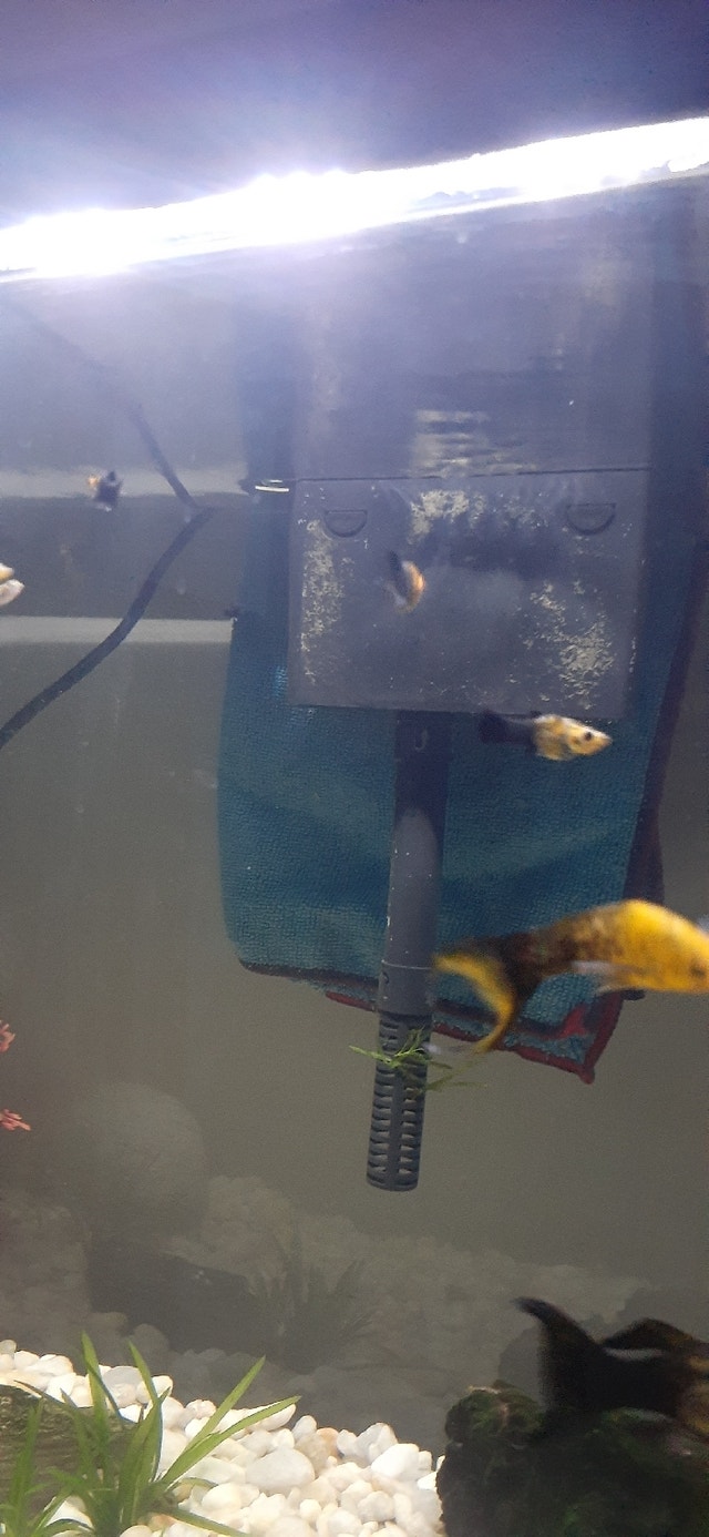 Gold dust Lyretail Mollies (babies) Fish for Rehoming City of