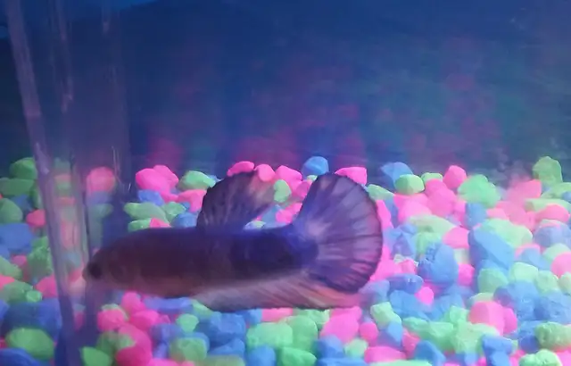 2 Male betta @ $25 in Fish for Rehoming in City of Montréal - Image 5