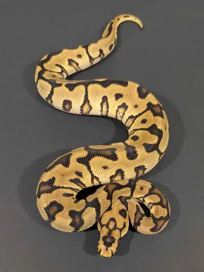 Male Enchi Spotnose Clown, View more