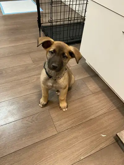 rocco shepherd mix, View more