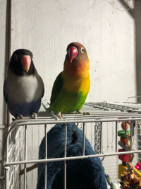 Canaries and love birds