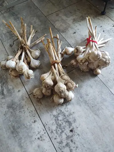 3 Bundles of garlic , View more