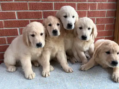 Purebred Golden Retriever Puppies Rehome, View more