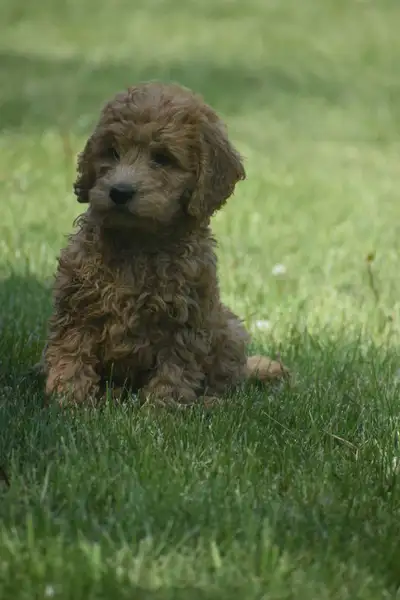 F1b Mini Goldendoodle puppies READY FOR NEW HOMES NOW, View more