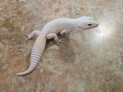 Nugget the albino Murphy's patternless leopard gecko, View more