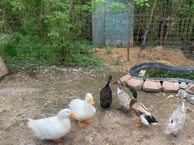 Runner Hatching Duck Eggs  in Livestock in Ottawa - Image 3
