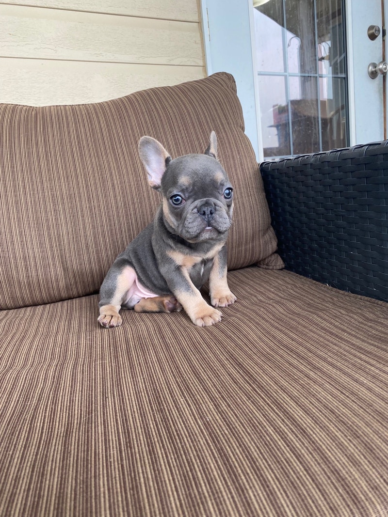Ckc reg French Bulldogs Dogs & Puppies for Rehoming Red Deer Kijiji