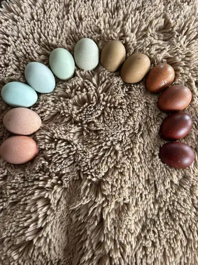 Great way to add color to your egg basket at a great price. These come from my mixed coop with mostl...
