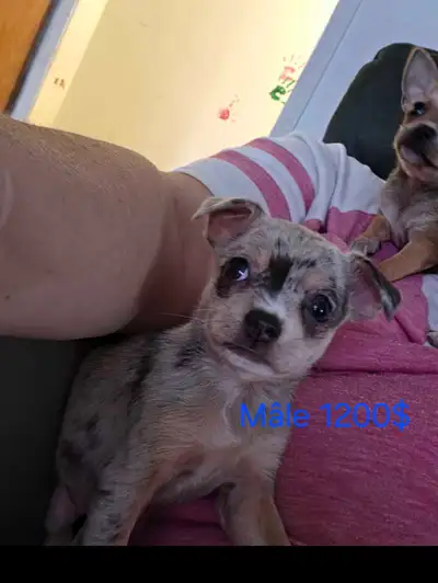 chihuahuas élevé en milieu familial, View more