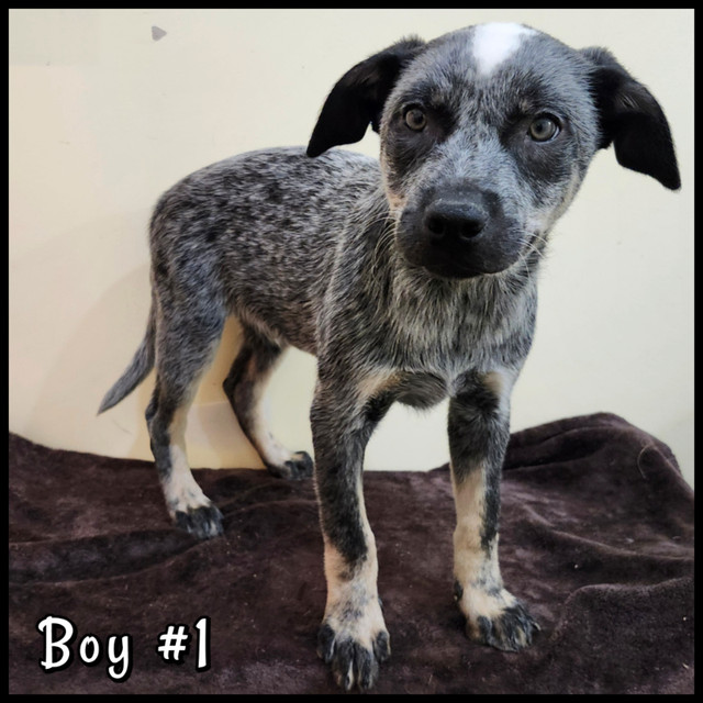 Blue Heeler Puppies in Dogs & Puppies for Rehoming in Winnipeg - Image 3
