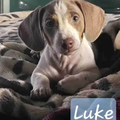 *Last one* "Luke" isabella tricolor piebald miniature Dachshund, View more