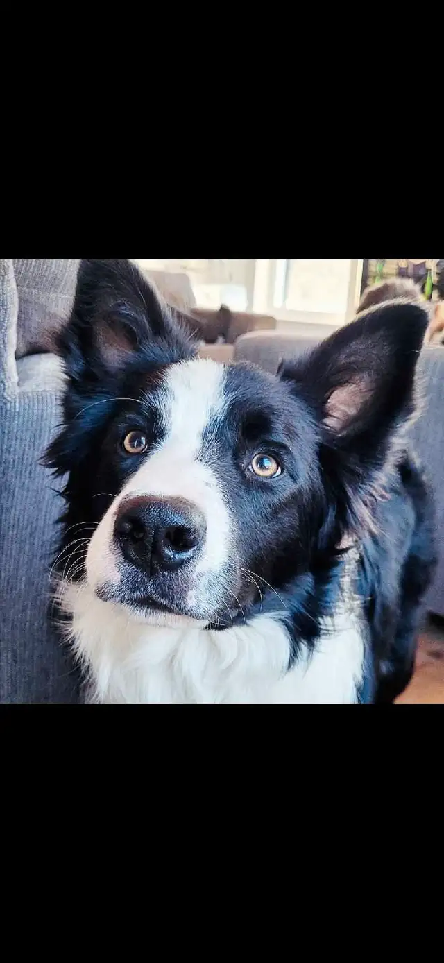 Chiot Border Collie CBCA / CBCA Border Collie Puppy in Dogs & Puppies for Rehoming in Gatineau - Image 6