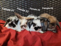 purebred holland lop (SOLD) for sale 