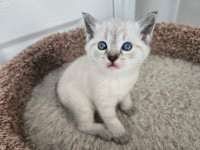 One left Siamese Lynx point kittens