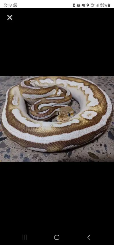Cinnamon Mojave OD Vanilla het Clown (Trade for Hognose), View more