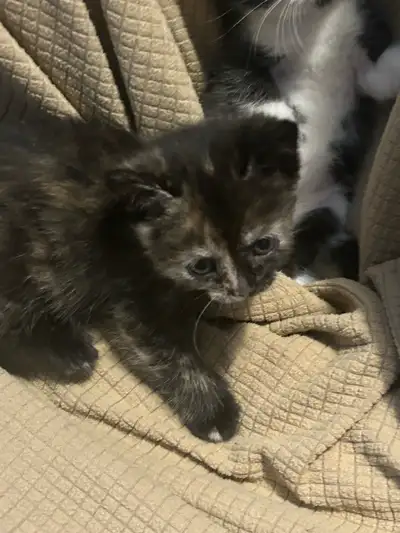 chaton de 6 semaine prêt à être dorloter avec des gens qui , View more