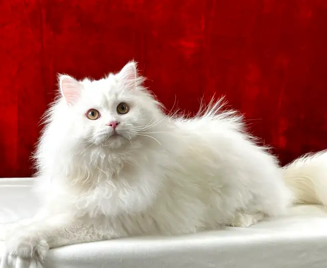 Pedigree Hypoelergenic Siberian Kittens